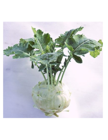 Fresh kohlrabi -  - 新鮮 ZH