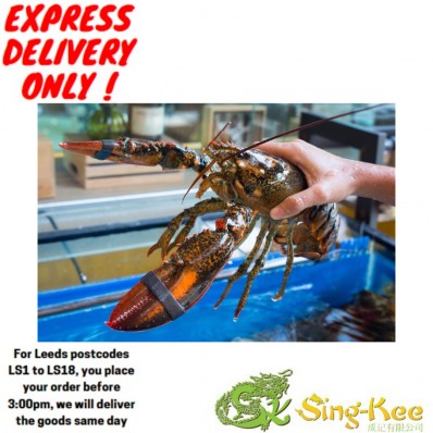 Fresh Lobster(1 pcs around 1.5-1.7kg)