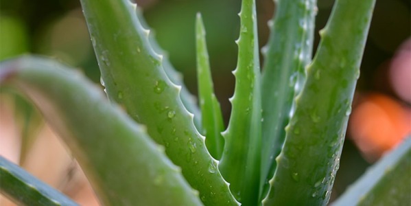 Aloe vera drinks - what are they and why are they good for you?